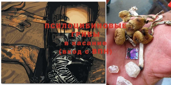прущие грибы Медногорск